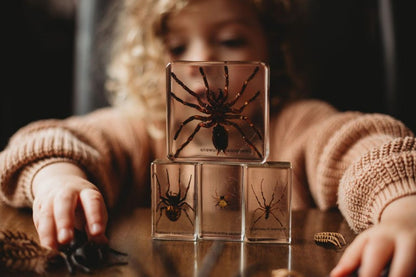 Spider Specimen Set