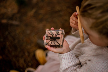 Spider Specimen Set