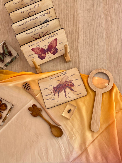 Bug Anatomy Card Set of 8