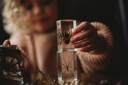 Spider Specimen Set