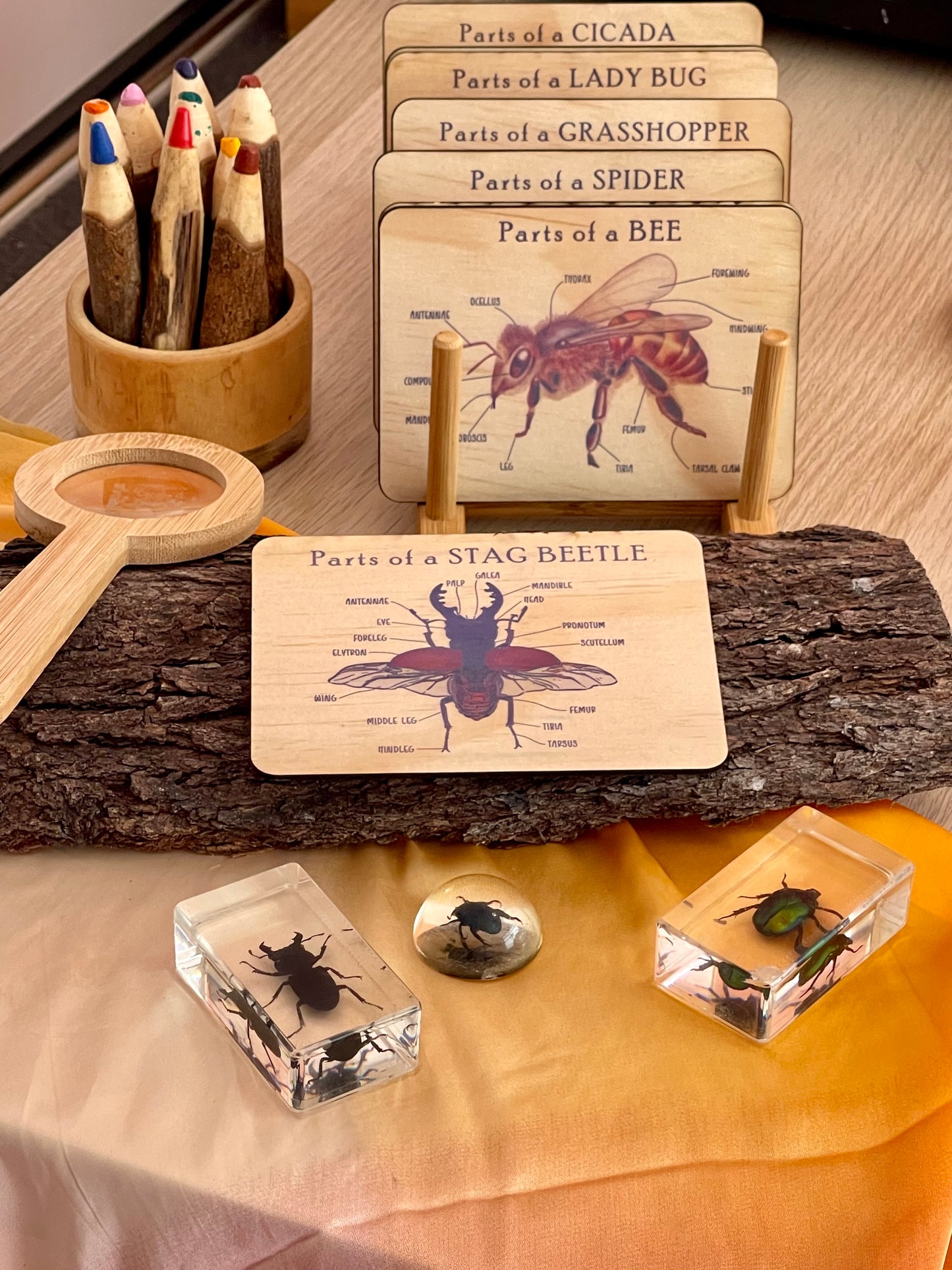 Bug Anatomy Card Set of 8