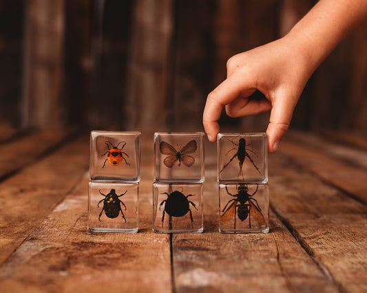 Investigative Insects Specimen Set