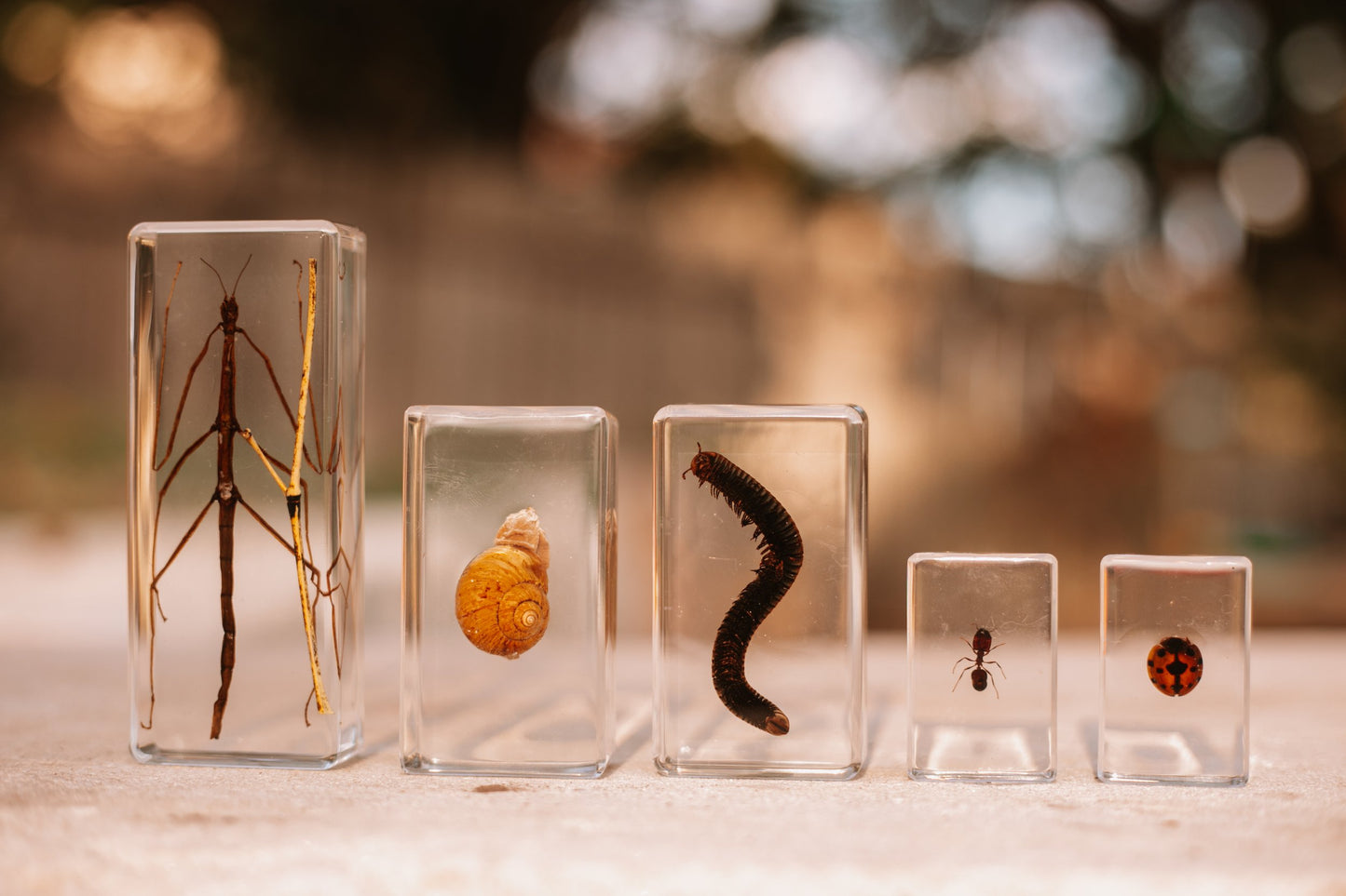 Garden Bug Specimen Set