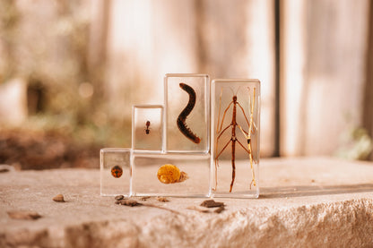 Garden Bug Specimen Set