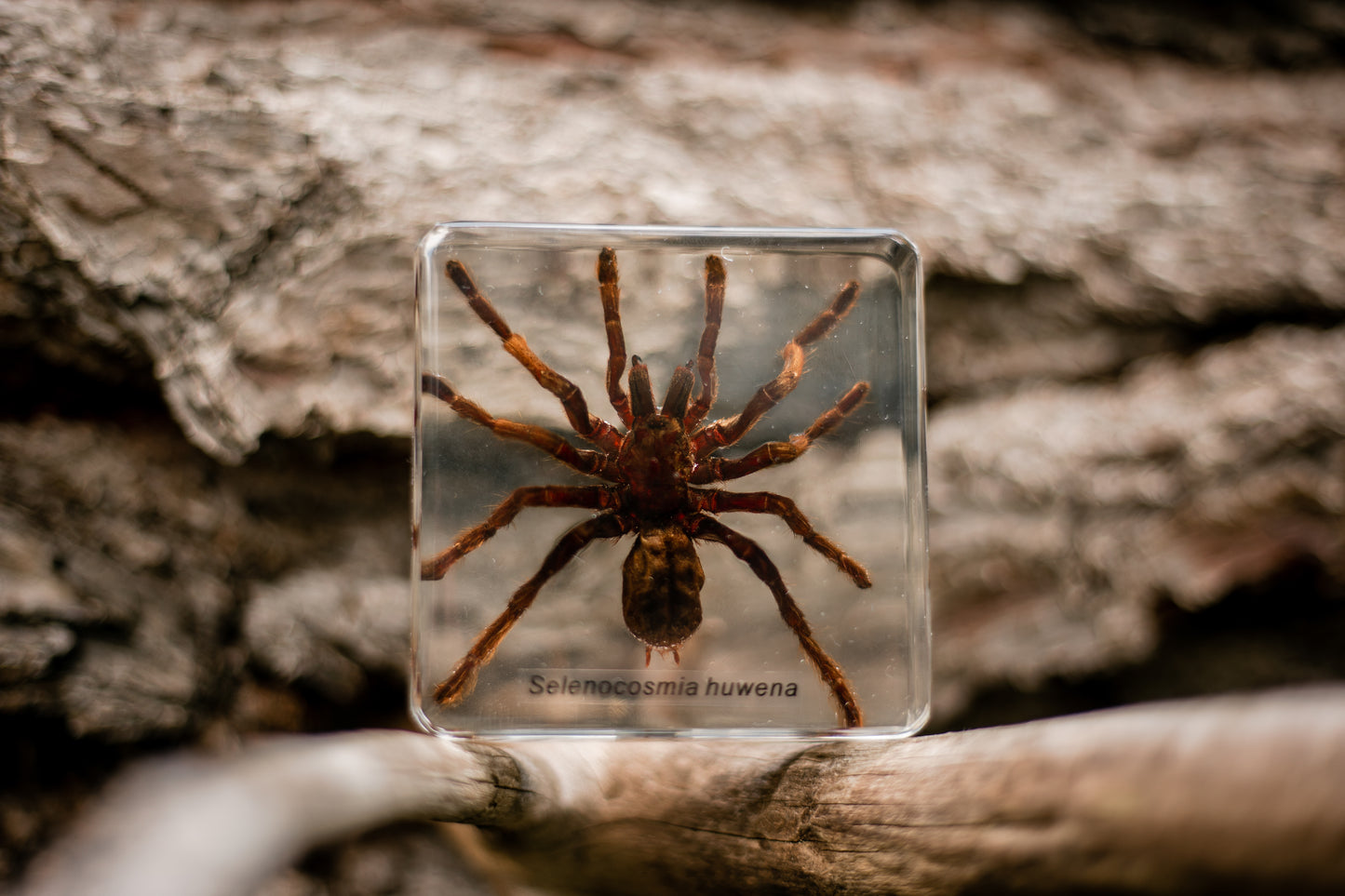 Spider Specimen Set