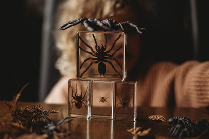 Spider Specimen Set